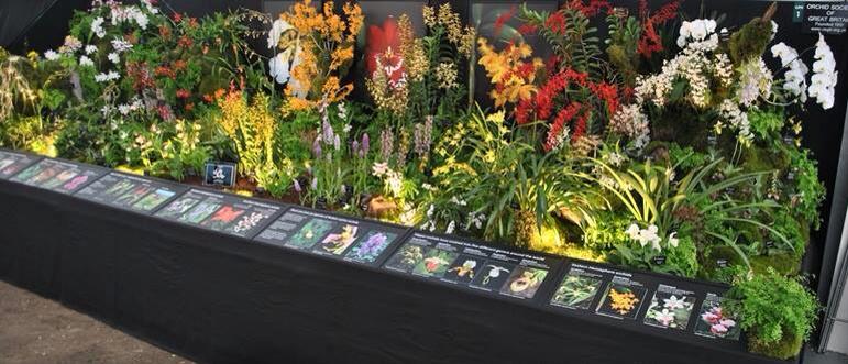 The Orchid Society of Great Britain's Gold Award Winning display